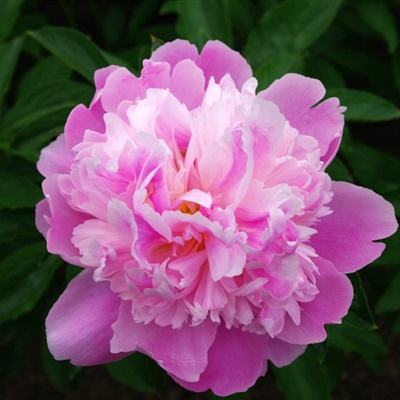 亚博足球外围软件app下载